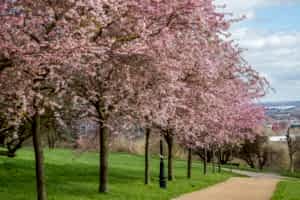 deep cleaning muswell hill